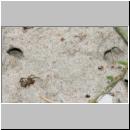 wegwespe-11mm-21-mit Spinne.jpg